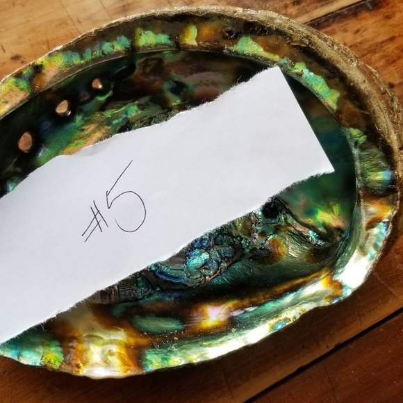 Large Abalone Shell-Great for home office or studio decor😍 - Picture 16 of 16